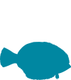 FRI-icon-flounder-color