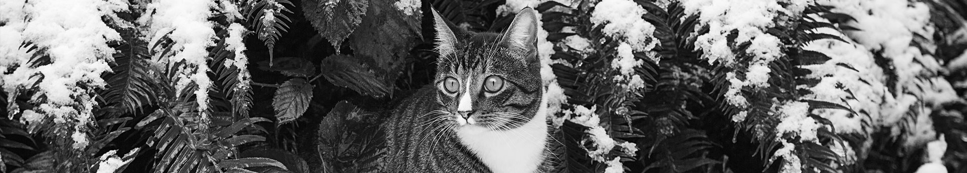 ORIJEN Fit & Trim Dry Cat Food - Wide-eyed cat in snow covered plants - Tyke from Washington