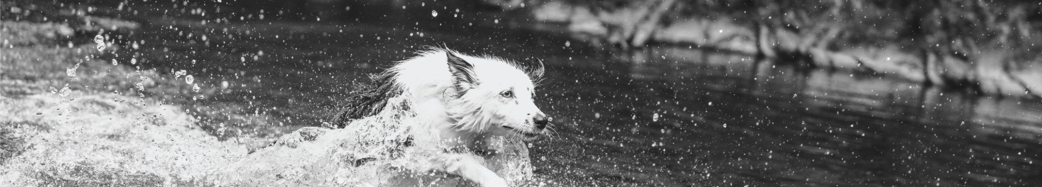 ORIJEN Fit & Trim Dog Food - White Collie running and splashing through the water - Envy from Pennsylvania
