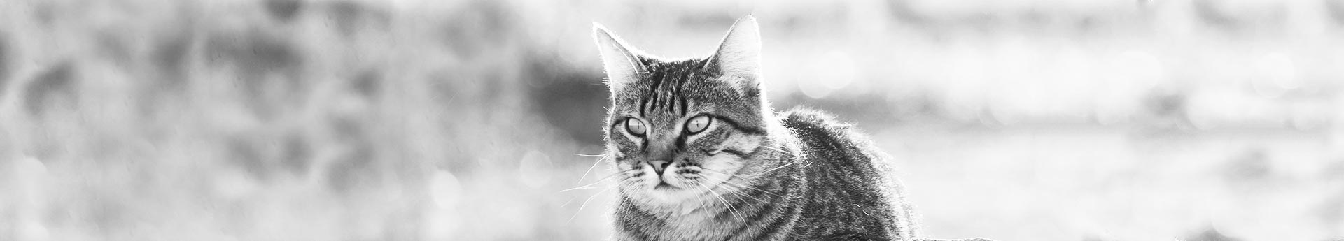 ORIJEN Tundra Dry Cat Food - Striped cat staring intently - Dante in Shelly, Idaho
